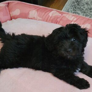 Meet your Posher, Buddy